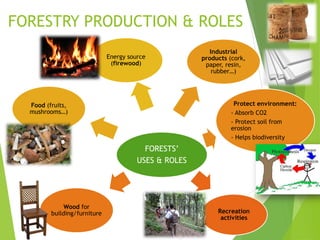 FORESTRY PRODUCTION & ROLES
FORESTS’
USES & ROLES
Energy source
(firewood)
Food (fruits,
mushrooms…)
Industrial
products (cork,
paper, resin,
rubber…)
Protect environment:
- Absorb CO2
- Protect soil from
erosion
- Helps biodiversity
Wood for
building/furniture Recreation
activities
 