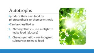 Autotrophs
produce their own food by
photosynthesis or chemosynthesis
Can be classified as:
1. Photosynthetic – use sunlight to
make food (glucose)
2. Chemosynthetic – use inorganic
substances to make food
 