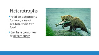 Heterotrophs
Feed on autotrophs
for food; cannot
produce their own
food
Can be a consumer
or decomposer
 