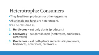 Heterotrophs: Consumers
They feed from producers or other organisms
All animals and fungi are heterotrophs.
Can be classified as:
1. Herbivores – eat only plants (producers)
2. Carnivores – eat only animals (herbivores, omnivores,
carnivores)
3. Omnivores – eat both plants and animals (producers,
herbivores, omnivores, carnivores)
 