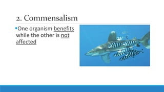 2. Commensalism
One organism benefits
while the other is not
affected
 