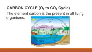 CARBON CYCLE (O2 to CO2 Cycle)
The element carbon is the present in all living
organisms.
 
