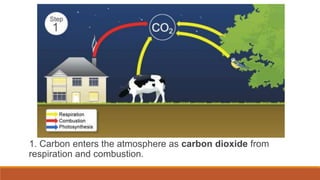 1. Carbon enters the atmosphere as carbon dioxide from
respiration and combustion.
 