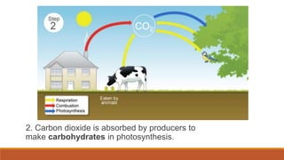2. Carbon dioxide is absorbed by producers to
make carbohydrates in photosynthesis.
 