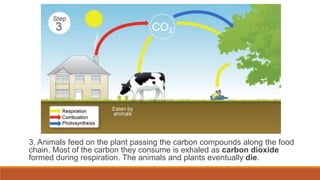 3. Animals feed on the plant passing the carbon compounds along the food
chain. Most of the carbon they consume is exhaled as carbon dioxide
formed during respiration. The animals and plants eventually die.
 