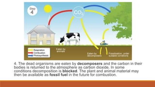 4. The dead organisms are eaten by decomposers and the carbon in their
bodies is returned to the atmosphere as carbon dioxide. In some
conditions decomposition is blocked. The plant and animal material may
then be available as fossil fuel in the future for combustion.
 