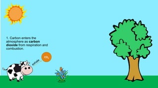 1. Carbon enters the
atmosphere as carbon
dioxide from respiration and
combustion.
CO2
 