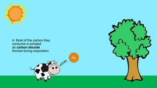 4. Most of the carbon they
consume is exhaled
as carbon dioxide
formed during respiration.
CO2
 