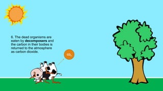 6. The dead organisms are
eaten by decomposers and
the carbon in their bodies is
returned to the atmosphere
as carbon dioxide.
CO2
 