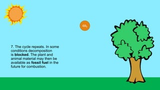 7. The cycle repeats. In some
conditions decomposition
is blocked. The plant and
animal material may then be
available as fossil fuel in the
future for combustion.
CO2
 