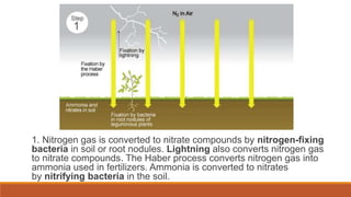 1. Nitrogen gas is converted to nitrate compounds by nitrogen-fixing
bacteria in soil or root nodules. Lightning also converts nitrogen gas
to nitrate compounds. The Haber process converts nitrogen gas into
ammonia used in fertilizers. Ammonia is converted to nitrates
by nitrifying bacteria in the soil.
 