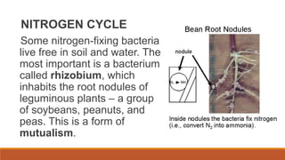 NITROGEN CYCLE
Some nitrogen-fixing bacteria
live free in soil and water. The
most important is a bacterium
called rhizobium, which
inhabits the root nodules of
leguminous plants – a group
of soybeans, peanuts, and
peas. This is a form of
mutualism.
 