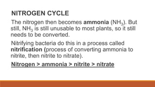 NITROGEN CYCLE
The nitrogen then becomes ammonia (NH3). But
still, NH3 is still unusable to most plants, so it still
needs to be converted.
Nitrifying bacteria do this in a process called
nitrification (process of converting ammonia to
nitrite, then nitrite to nitrate).
Nitrogen > ammonia > nitrite > nitrate
 