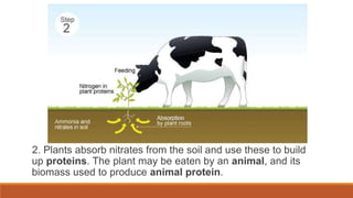 2. Plants absorb nitrates from the soil and use these to build
up proteins. The plant may be eaten by an animal, and its
biomass used to produce animal protein.
 
