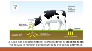 3. Urea and egested material is broken down by decomposers.
This results in nitrogen being returned to the soil as ammonia.
 