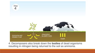 4. Decomposers also break down the bodies of dead organisms
resulting in nitrogen being returned to the soil as ammonia.
 