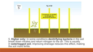 5. Higher only: In some conditions denitrifying bacteria in the soil
break down nitrates and return nitrogen to the air. This is usually
in waterlogged soil. Improving drainage reduces this effect, making
the soil more fertile.
 