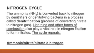 NITROGEN CYCLE
The ammonia (NH3) is converted back to nitrogen
by denitrifiers or denitrifying bacteria in a process
called denitrification (process of converting nitrate
to nitrogen gas). Lightning and other forms of
combustion also play a vital role in nitrogen fixation
to form nitrates. The cycle repeats.
Ammonia/nitrite/nitrate > nitrogen
 