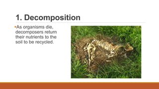 1. Decomposition
As organisms die,
decomposers return
their nutrients to the
soil to be recycled.
 