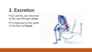 2. Excretion
H2O and N2 are returned
to the soil through urine.
P is returned to the earth
in the form of feces.
 