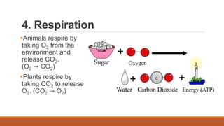 4. Respiration
Animals respire by
taking O2 from the
environment and
release CO2.
(O2 → CO2)
Plants respire by
taking CO2 to release
O2. (CO2 → O2)
 