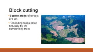 Block cutting
Square areas of forests
are cut
Reseeding takes place
naturally by the
surrounding trees
 
