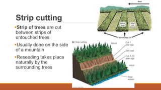 Strip cutting
Strip of trees are cut
between strips of
untouched trees
Usually done on the side
of a mountain
Reseeding takes place
naturally by the
surrounding trees
 