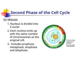 The cell cycle , the different phases and the cell division | PPT