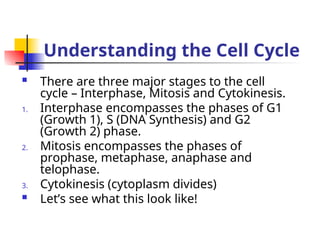 The cell cycle , the different phases and the cell division | PPT
