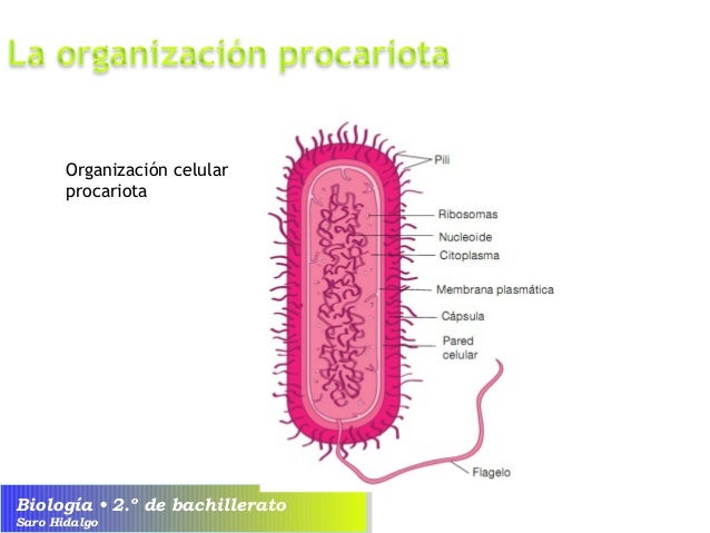 U5 Organización celular de los seres vivos. La célula