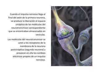 Cuando el impulso nervioso llega al
final del axón de la primera neurona,
se produce la liberación al espacio
sináptico de las moléculas del
neurotransmisor correspondiente
que se encontraban almacenadas en
vesículas.
Las moléculas del neurotransmisor se
unen a los receptores de la
membrana de la neurona
postsináptica (segunda neurona) y
provocan en ella los cambios
eléctricos propios de un impulso
nervioso.
 