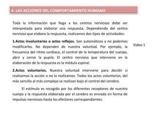 Toda la información que llega a los centros nerviosos debe ser
interpretada para elaborar una respuesta. Dependiendo del centro
nervioso que elabore la respuesta, realizamos dos tipos de actividades:
1.Actos involuntarios o actos reflejos. Son automáticos y no podemos
modificarlos. No dependen de nuestra voluntad. Por ejemplo, la
frecuencia del ritmo cardiaco, el control de la temperatura del cuerpo,
abrir y cerrar la pupila. El centro nervioso que interviene en la
elaboración de la respuesta es la médula espinal.
2.Actos voluntarios. Nuestra voluntad interviene para decidir si
realizamos la acción o no la realizamos. Todos los actos voluntarios, del
más sencillo al más complejo se realizan bajo el control del cerebro.
El estímulo es recogido por los diferentes receptores de nuestro
cuerpo y la respuesta elaborada por el cerebro es enviada en forma de
impulsos nerviosos hasta los efectores correspondientes.
4. LAS ACCIONES DEL COMPORTAMIENTO HUMANO
Video 1
 