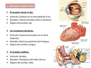 1. El receptor visual, el ojo.
• Estímulo: Cambios en la intensidad de la luz.
• Receptor: Células llamadas conos y bastones.
• Órgano del sentido: ojo.
2. Los receptores del gusto.
• Estímulo: Sustancias disueltas en la saliva
(sabores).
• Receptor: Botones gustativos de la lengua.
• Órgano del sentido: Lengua.
3. El receptor auditivo.
• Estímulo: Sonidos.
• Receptor: Receptores del oído interno.
• Órgano del sentido: Oído.
5. ÓRGANOS RECEPTORES
 