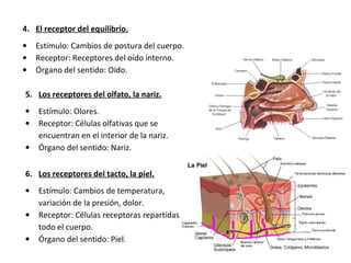 4. El receptor del equilibrio.
• Estímulo: Cambios de postura del cuerpo.
• Receptor: Receptores del oído interno.
• Órgano del sentido: Oído.
5. Los receptores del olfato, la nariz.
• Estímulo: Olores.
• Receptor: Células olfativas que se
encuentran en el interior de la nariz.
• Órgano del sentido: Nariz.
6. Los receptores del tacto, la piel.
• Estímulo: Cambios de temperatura,
variación de la presión, dolor.
• Receptor: Células receptoras repartidas por
todo el cuerpo.
• Órgano del sentido: Piel.
 
