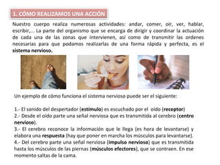 Nuestro cuerpo realiza numerosas actividades: andar, comer, oír, ver, hablar,
escribir,... La parte del organismo que se encarga de dirigir y coordinar la actuación
de cada una de las zonas que intervienen, así como de transmitir las ordenes
necesarias para que podamos realizarlas de una forma rápida y perfecta, es el
sistema nervioso.
1. CÓMO REALIZAMOS UNA ACCIÓN
Un ejemplo de cómo funciona el sistema nervioso puede ser el siguiente:
1.- El sonido del despertador (estímulo) es escuchado por el oído (receptor)
2.- Desde el oído parte una señal nerviosa que es transmitida al cerebro (centro
nervioso).
3.- El cerebro reconoce la información que le llega (es hora de levantarse) y
elabora una respuesta (hay que poner en marcha los músculos para levantarse).
4.- Del cerebro parte una señal nerviosa (impulso nervioso) que es transmitida
hasta los músculos de las piernas (músculos efectores), que se contraen. En ese
momento saltas de la cama.
 