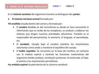 En el sistema nervioso del organismo humano se distinguen dos partes:
1. El sistema nervioso central formado por:
•El encéfalo situado dentro del cráneo y formado por:
• El cerebro dividido en dos hemisferios es donde se hace consciente la
información que se recibe de los receptores, se analizan y elaboran las
órdenes que dirigen nuestras actividades voluntarias. También es el
responsable del pensamiento, la memoria, el lenguaje, el aprendizaje,
etc.
• El cerebelo: situado bajo el cerebro coordina los movimientos
voluntarios como andar y mantiene el equilibrio del cuerpo.
• El bulbo raquídeo: Se encuentra en la base del cerebro, en contacto
con la médula espinal y controla las funciones involuntarias del
organismo (latido cardiaco, ventilación pulmonar, el estornudo, el hipo,
el vómito y los movimientos peristálticos.
•La médula espinal situada dentro de la columna vertebral.
2. CÓMO ES EL SISTEMA NERVIOSO video 1 video 2
 