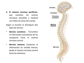 2. El sistema nervioso periférico,
que conectan los centros
nerviosos (encéfalo y medula)
con todas las zonas del cuerpo.
Según su función se distinguen dos
tipos de nervios:
• Nervios sensitivos : Transmiten
la información procedente de los
receptores hacia el sistema
nervioso central
• Nervios motores: Conducen la
información en sentido inverso,
desde el sistema nervioso central
hasta los efectores.
 