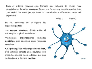 Todo el sistema nervioso está formado por millones de células muy
especializadas llamadas neuronas. Tienen una forma muy especial, que les sirve
para recibir los mensajes nerviosos y transmitirlos a diferentes partes del
organismo.
En las neuronas se distinguen las
siguientes partes:
•Un cuerpo neuronal, donde están el
núcleo y los orgánulos celulares.
•Numerosas prolongaciones llamadas
dendritas, que conectan unas neuronas
con otras.
•Una prolongación más larga llamada axón,
que también conecta unas neuronas con
otras. Los axones están rodeados por una
sustancia grasa llamada mielina.
Video 1 Video 2
 