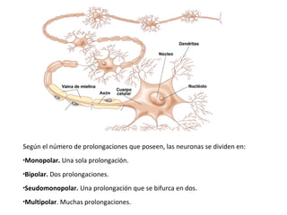 Según el número de prolongaciones que poseen, las neuronas se dividen en:
•Monopolar. Una sola prolongación.
•Bipolar. Dos prolongaciones.
•Seudomonopolar. Una prolongación que se bifurca en dos.
•Multipolar. Muchas prolongaciones.
 