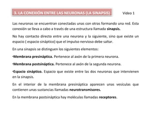 Las neuronas se encuentran conectadas unas con otras formando una red. Esta
conexión se lleva a cabo a través de una estructura llamada sinapsis.
No hay contacto directo entre una neurona y la siguiente, sino que existe un
espacio ( espacio sináptico) que el impulso nervioso debe saltar.
En una sinapsis se distinguen los siguientes elementos:
•Membrana presináptica. Pertenece al axón de la primera neurona.
•Membrana postsináptica. Pertenece al axón de la segunda neurona.
•Espacio sináptico. Espacio que existe entre las dos neuronas que intervienen
en la sinapsis.
En el interior de la membrana presináptica aparecen unas vesículas que
contienen unas sustancias llamadas neurotransmisores.
En la membrana postsináptica hay moléculas llamadas receptores.
3. LA CONEXIÓN ENTRE LAS NEURONAS (LA SINAPSIS) Video 1
 