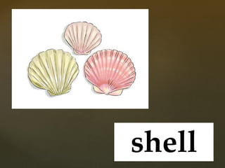 shell
 