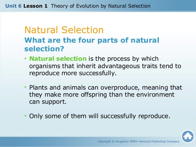 What Are The Four Parts Of Natural Selection What Are The Four Parts Of Natural Selection
