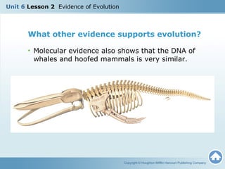 What other evidence supports evolution? 
• Molecular evidence also shows that the DNA of 
whales and hoofed mammals is very similar. 
Copyright © Houghton Mifflin Harcourt Publishing Company 
Unit 6 Lesson 2 Evidence of Evolution 
 
