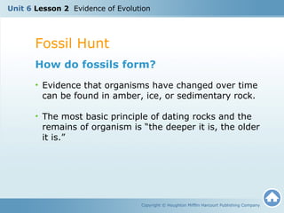 Unit 6 Lesson 2 Evidence of Evolution 
Fossil Hunt 
How do fossils form? 
• Evidence that organisms have changed over time 
can be found in amber, ice, or sedimentary rock. 
• The most basic principle of dating rocks and the 
remains of organism is “the deeper it is, the older 
it is.” 
Copyright © Houghton Mifflin Harcourt Publishing Company 
 