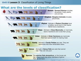 U6 L3 Classification of Living Things | PPT