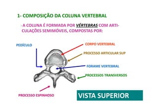 1- COMPOSIÇÃO DA COLUNA VERTEBRAL
- A COLUNA É FORMADA POR VÉRTEBRAS COM ARTI-
CULAÇÕES SEMIMÓVEIS, COMPOSTAS POR:
CORPO VERTEBRAL
PROCESSO ARTICULAR SUP
FORAME VERTEBRAL
PROCESSOS TRANSVERSOS
PEDÍCULO
PROCESSO ESPINHOSO VISTA SUPERIOR
 