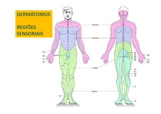 DERMÁTOMOS
REGIÕES
SENSORIAIS
 