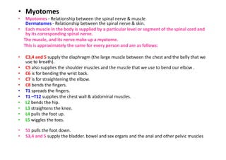 • Myotomes
• Myotomes - Relationship between the spinal nerve & muscle
Dermatomes - Relationship between the spinal nerve & skin.
• Each muscle in the body is supplied by a particular level or segment of the spinal cord and
by its corresponding spinal nerve.
The muscle, and its nerve make up a myotome.
This is approximately the same for every person and are as follows:
• C3,4 and 5 supply the diaphragm (the large muscle between the chest and the belly that we
use to breath).
• C5 also supplies the shoulder muscles and the muscle that we use to bend our elbow .
• C6 is for bending the wrist back.
• C7 is for straightening the elbow.
• C8 bends the fingers.
• T1 spreads the fingers.
• T1 –T12 supplies the chest wall & abdominal muscles.
• L2 bends the hip.
• L3 straightens the knee.
• L4 pulls the foot up.
• L5 wiggles the toes.
• S1 pulls the foot down.
• S3,4 and 5 supply the bladder. bowel and sex organs and the anal and other pelvic muscles
 