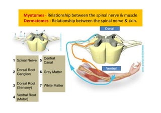 Myotomes - Relationship between the spinal nerve & muscle
Dermatomes - Relationship between the spinal nerve & skin.
1 Spinal Nerve 5
Central
Canal
2
Dorsal Root
Ganglion
6 Grey Matter
3
Dorsal Root
(Sensory)
7 White Matter
4
Ventral Root
(Motor)
Dorsal
Ventral
 
