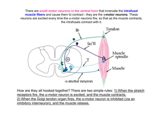 There are small motor neurons in the ventral horn that innervate the intrafusal
muscle fibers and cause them to contract - they are the γ-motor neurons. These
neurons are excited every time the α-motor neurons fire, so that as the muscle contracts,
the intrafusals contract with it.
How are they all hooked together? There are two simple rules: 1) When the stretch
receptors fire, the α-motor neuron is excited, and the muscle contracts.
2) When the Golgi tendon organ fires, the α-motor neuron is inhibited (via an
inhibitory interneuron), and the muscle relaxes.
 